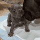 4 puppies in need of a home!